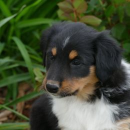 English Shepherd Puppies from Oerly's English Shepherds