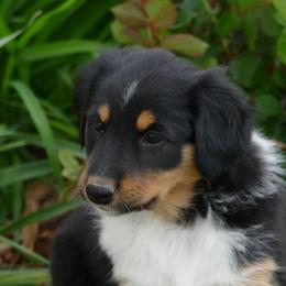 English Shepherd Puppies from Oerly's English Shepherds