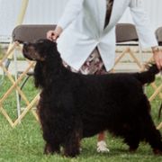 Conner - Gordon Setter