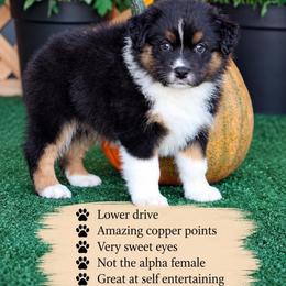 Choctaw - Black tri-color female Australian Shepherd puppy in Circleville, Utah from Canyon Creek Aussies