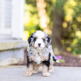 Cash - Merle male Bernedoodle puppy in Narvon, Pennsylvania from CBKB Bernedoodle’s