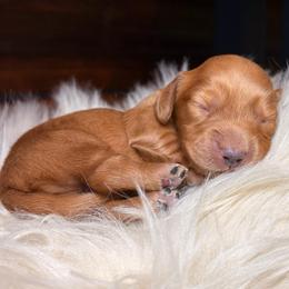Beau - Red male Dachshund puppy in Washburn, Tennessee from Clinch Mountain Dachshunds