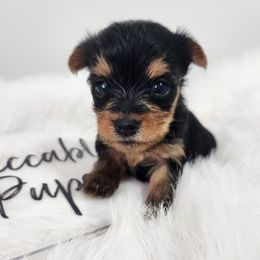 Mae - Black and gold female Yorkshire Terrier puppy in Festus, Missouri from Impeccable Pups