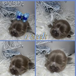 Lavi - Lilac male Shih Tzu puppy in Coolidge, Arizona from Shih Tzu’s  ‘N’ Love