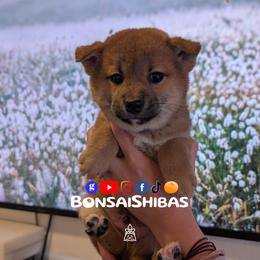 AIRO - Red male Shiba Inu puppy in Minnesota from BonsaiShibas