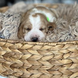 Wishbone - Red and white male Basset Hound puppy in Lone Jack, Missouri from Wee Little Bassets
