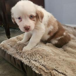 Cinnamon - Red merle female Australian Shepherd puppy in Millwood, Missouri from Small Town Australian Shepherds