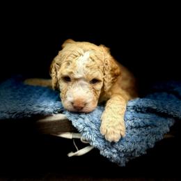 Donatello - Red male Bernedoodle puppy in Winter Garden, Pennsylvania from Bernedoodle Bunch