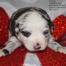 Pistol - Blue merle male Miniature Australian Shepherd puppy in Patterson, North Carolina from DreamLine Aussies