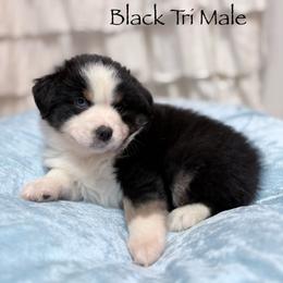 Cedar - Black tri male Miniature American Shepherd puppy in Olympia, Washington from Shamayim Shepherds