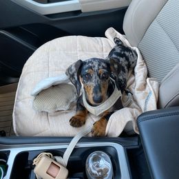 Dachshund Puppies from House of Slinkys