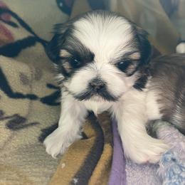 Shih Tzu Puppies from Simply Shih Tzu
