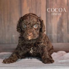 Cocoa (Purple Girl) - female Golden Mountain Doodle puppy in Pagosa Springs, Colorado from Selah Mountain Dogs