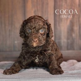 Cocoa (Purple Girl) - female Golden Mountain Doodle puppy in Pagosa Springs, Colorado from Selah Mountain Dogs