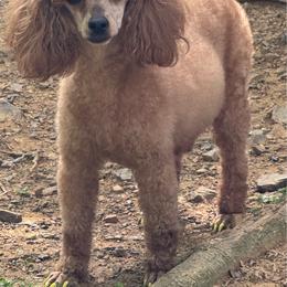 Tilly - Red  female Poodle puppy in Arkoma, Oklahoma from Virelle Poodles