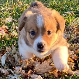 Australian Shepherd Puppies from Davis Creek Kennel