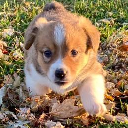 Australian Shepherd Puppies from Davis Creek Kennel