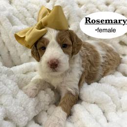 Rosemary - Parti female Goldendoodle puppy in Jackson, Mississippi from T.M. Poodles & Doodles