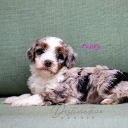 Pappy - Blue merle female Aussiedoodle puppy in Kennesaw, Georgia from Distinctive Doodle