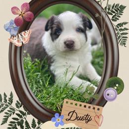 Dusty - Red tri-color male Australian Shepherd puppy in Marshall, Virginia from Greywood Farm Aussies