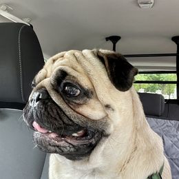 Bentley - Pug (Non-standard)