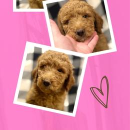 Sierra - Apricot female Goldendoodle puppy in Bluefield, Virginia from Love on a Leash