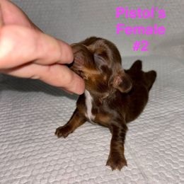 Pistol's Female 2 - Chocolate and tan female Dachshund puppy in Rattan, Oklahoma from Burgett’s Barnyard Dachshunds