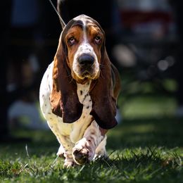 Basset Hound Puppies from Wildflower Bassets