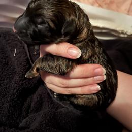 German Shepherd Puppies from RED’s German Shepherds