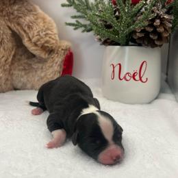 BBF- more white - Black & white female Miniature Australian Shepherd puppy in Norco, California from River Springs Aussies