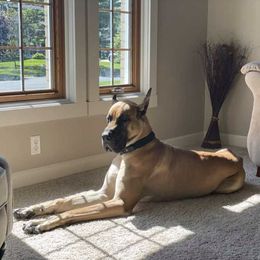 Great Danes from Toni Walters