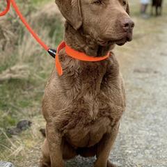 Chesapeake Bay Retrievers from Mason’s Chesapeake