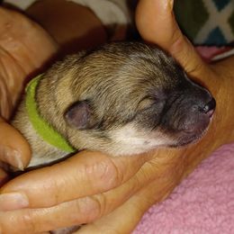 Zella, Green Collar - Fawn female Eurasier puppy in Lakewood, Ohio from Exquisite Eurasier