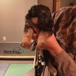 Girl 4 lavender collar - Black and tan female German Shepherd puppy in Nye, Montana from Duke AKC Shepherds
