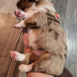 Miniature Australian Shepherd and Toy Australian Shepherd Puppies from Kinsley's Cuties & SouthPaw Creations