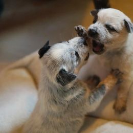 Australian Cattle Dog and Collie Puppies from Blackberry Hills