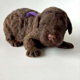 Toast - Chocolate male Goldendoodle puppy in Pulaski, Tennessee from Doodle My Heart