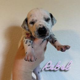 Rebel - White and black female Dalmatian puppy in Mount Vernon, Missouri from Spots & Spirals