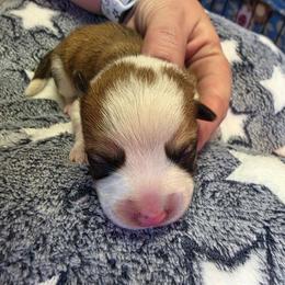 Boy 3 - Red male Pembroke Welsh Corgi puppy in Middleburg, Florida from Mulkeys Little Corgis