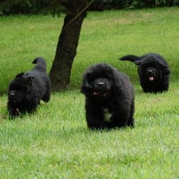 Newfoundlands from Southwind