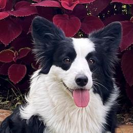 Lily - Cardigan Welsh Corgi