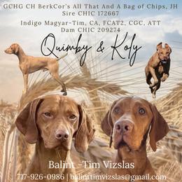 Vizsla puppies from Balint Tim Vizslas