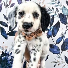Peach- Cougar long coat - White and black female Dalmatian puppy in Gray, Georgia from Fuller Spots
