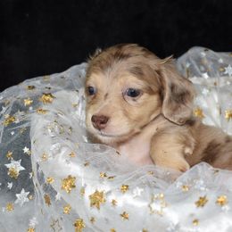 Dapple female - Dapple female Dachshund puppy in Seminary, Mississippi from Down South Mavericks Dachshunds