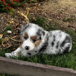 Boy 2 - male Australian Shepherd puppy in Villa Park, California from C-Star Australian Shepherds