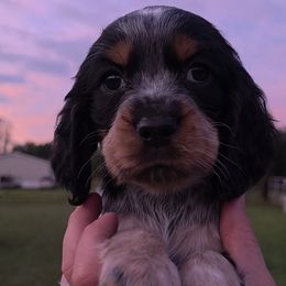 Owen - Tri-Roan male English Springer Spaniel puppy in Florida from Thunderbird Springers
