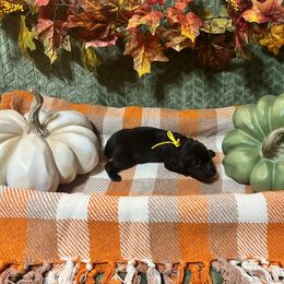 Yellow Collar - Brown male Boykin Spaniel puppy in Hurtsboro, Alabama from PARK’s Family Farm