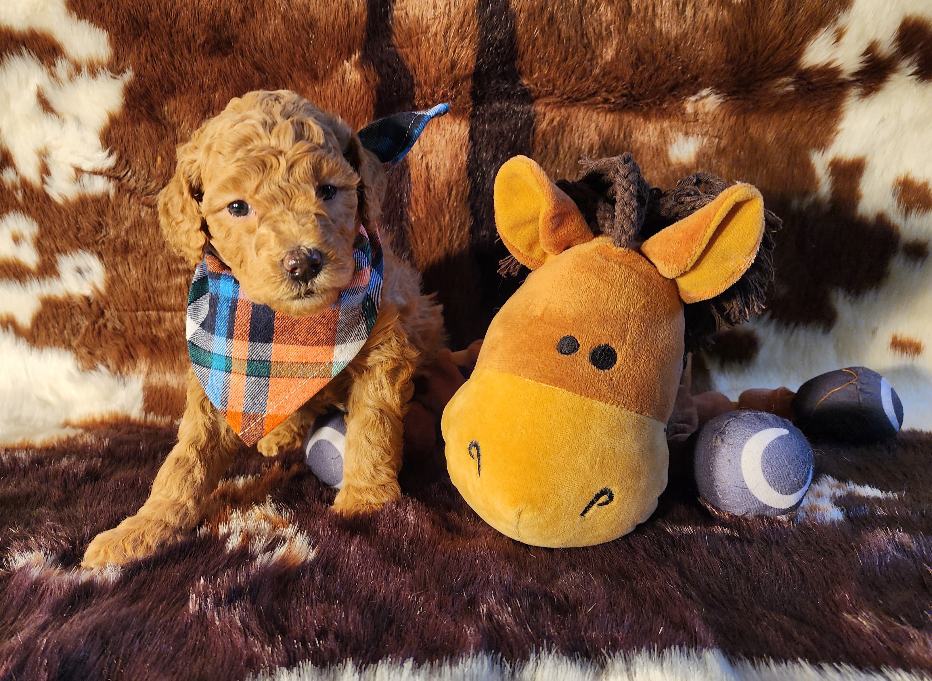 Goldendoodle Puppies from Ds_minidoodles