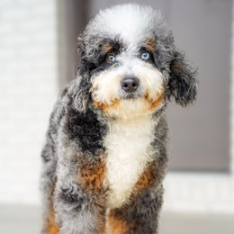 Hammy - Bernedoodle
