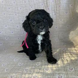 Emmy - Black female Cockapoo puppy in Bedford, Iowa from Our Father’s Doodles